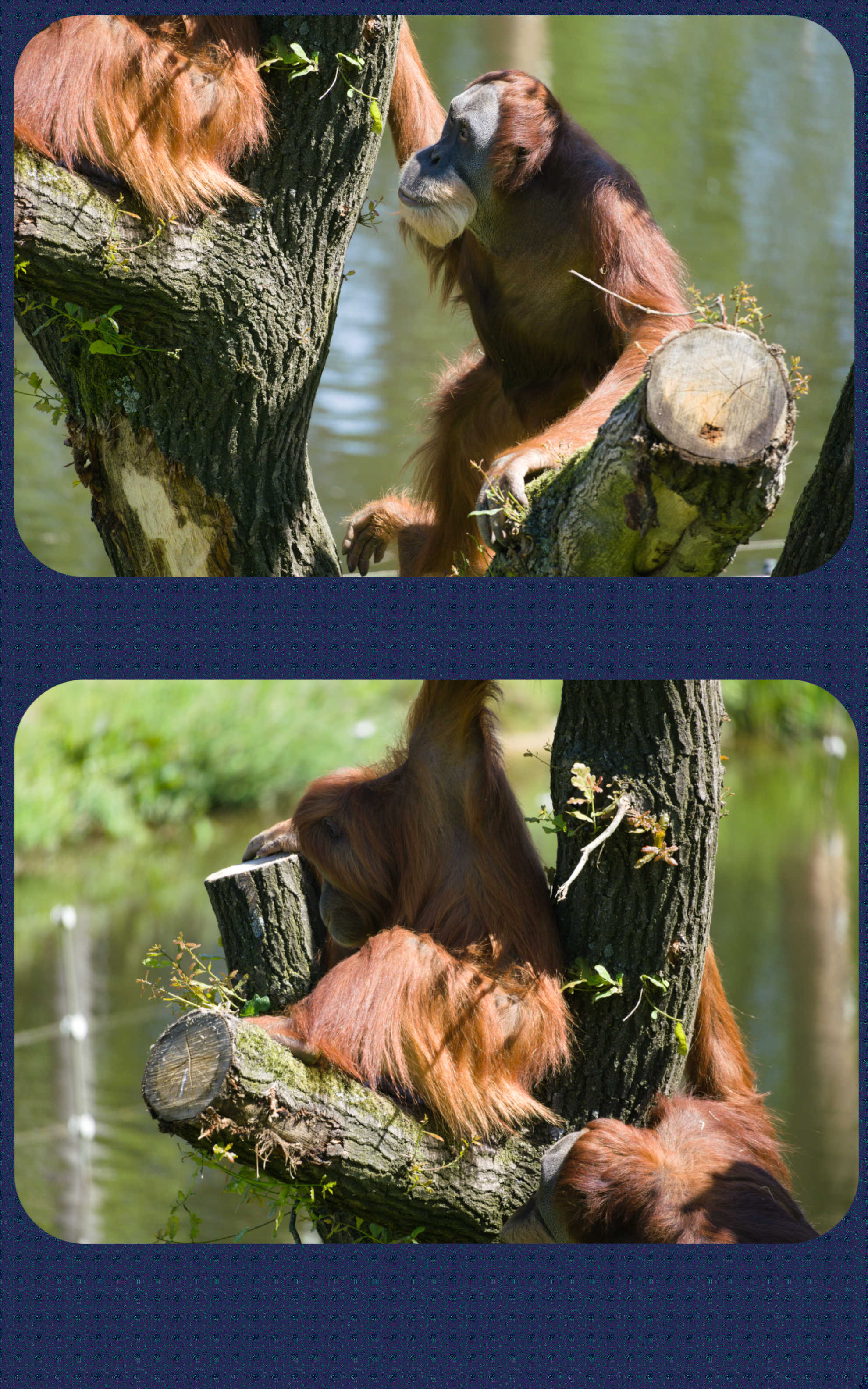 ZOOM Erlebniswelt Sumatra-Orang-Utan